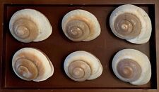 Muffin shells snail for sale  Morris