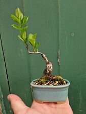 Mame bonsai goat for sale  ASHINGTON