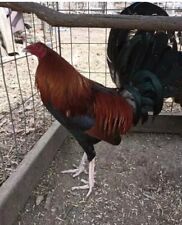 Assorted chicken hatching for sale  Albany