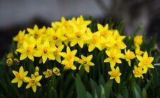 Narcissus tete tete for sale  CRAWLEY