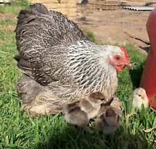 6 x Silver Partridge pencilled pekin hatching eggs chicken bantam Good Quality!! for sale  CALLINGTON
