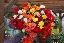 Begonia trailing illumination� for sale  UK