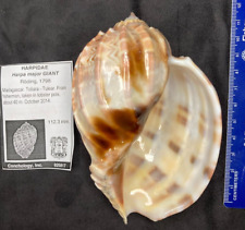 HARPIDAE Harpa major GIANT 112.3 mm  Toliara Madagascar 2014 for sale  Shipping to South Africa