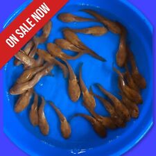 fish odessa barbs tropical for sale  Lima