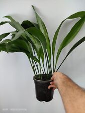 Aspidistra elatior akebono for sale  Shipping to Ireland