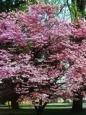 Dogwood tree beautiful for sale  Rome