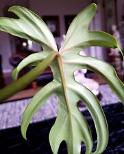 Rare philodendron mayoi for sale  Glenmoore
