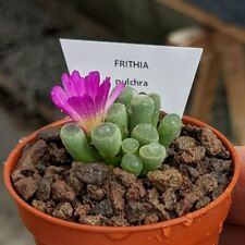 Frithia pulchra baby for sale  Shipping to Ireland