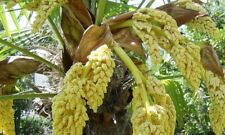 Trachycarpus fortunei palma usato  Napoli