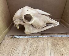 ram skull for sale  Wesley