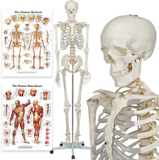 Menschliches anatomy skelett gebraucht kaufen  Deutschland