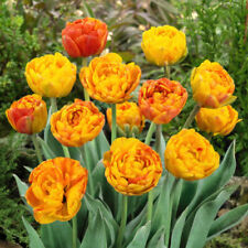 Tulip sunlover approx for sale  LLANDYSUL