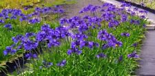 Agapanthus Midnight Star (Blu navy) fiori blu scuro giardino pianta vaso EX 17cm usato  Spedire a Italy