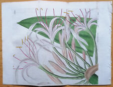 Used, Tall Rangoon Crinum - Curtis Large Original Botanical Print - 1830 for sale  Shipping to South Africa