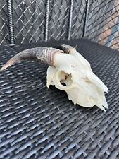 Real goats skull for sale  LEICESTER