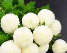 Chrysanthemum snowball 250 for sale  LONDON