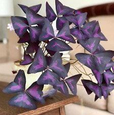 Fresh oxalis triangularis for sale  San Francisco