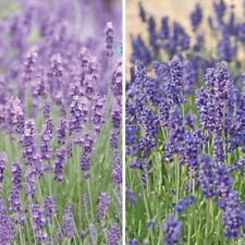 Lavender duo garden for sale  IPSWICH