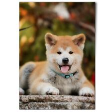 Japanese akita inu for sale  SELBY