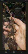 Cascade hops rhizome for sale  Demarest