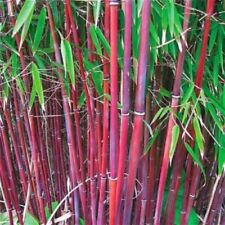 Red bamboo seeds for sale  Ravensdale