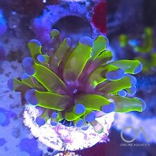 Frogspawn head frag for sale  STOCKPORT