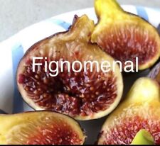 Fig trees cold for sale  Fresno
