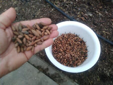 Cornus mas 100 seeds, mixed from over 70 varieties. Kornelkirsche, używany na sprzedaż  PL