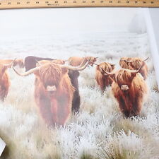 Herd highland cows for sale  Chillicothe