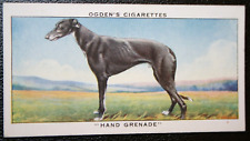 Coursing greyhound waterloo for sale  DERBY