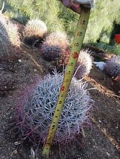 Red. barrel cactus for sale  Desert Hot Springs