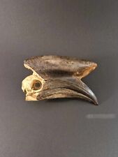 Black Casqued Hornbill Skull Oddity, used for sale  Shipping to South Africa