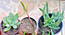 Succulent collection plants for sale  Mcallen