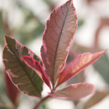 Photinia fraseri plant for sale  IPSWICH