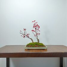 Bonsai japanese deshojo for sale  DERBY