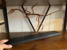 Dinosaure réplique squelette d'occasion  Aiglun