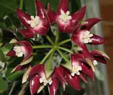 Hoya Archiboldiana Vermelho, pequeno plugue bem enraizado, planta de casa comprar usado  Enviando para Brazil
