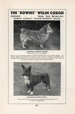 WELSH CORGI OLD VINTAGE 1934 NAMED DOG PRINT PAGE BOWHIT KENNELS for sale  COLEFORD