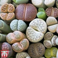 lithop seeds for sale  UK