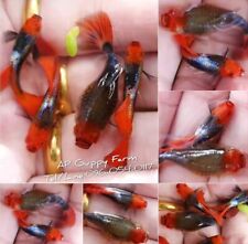 Tuxedo koi guppies for sale  Shipping to Ireland