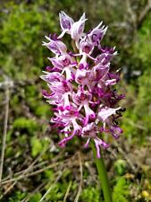 Usado, Orquídea terrestre mono simia segunda mano  Embacar hacia Mexico