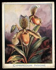 Tobacco Card, Carreras, ORCHIDS, Large, 1925, Cypripedium Insigne, #3 for sale  Shipping to South Africa