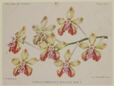 Cogniaux goossens vanda usato  Foligno