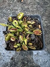 Venus flytrap cross for sale  Chesapeake