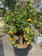 Magnifique oranger agrume d'occasion  Chauny