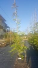 Glicine wisteria viola usato  Monsampolo Del Tronto