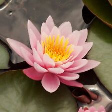 Water lily nymphaea for sale  GLASGOW