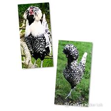 Silver laced polish for sale  HUNTINGDON