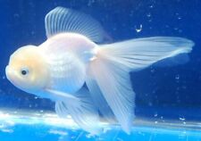 White oranda goldfish for sale  HAYWARDS HEATH