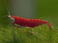 Red sakura shrimps for sale  GLASGOW